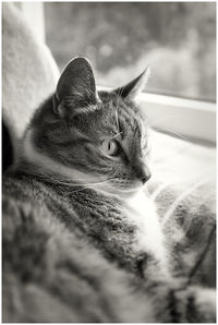 Close-up of cat