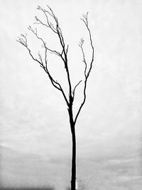 Low angle view of bare tree against sky