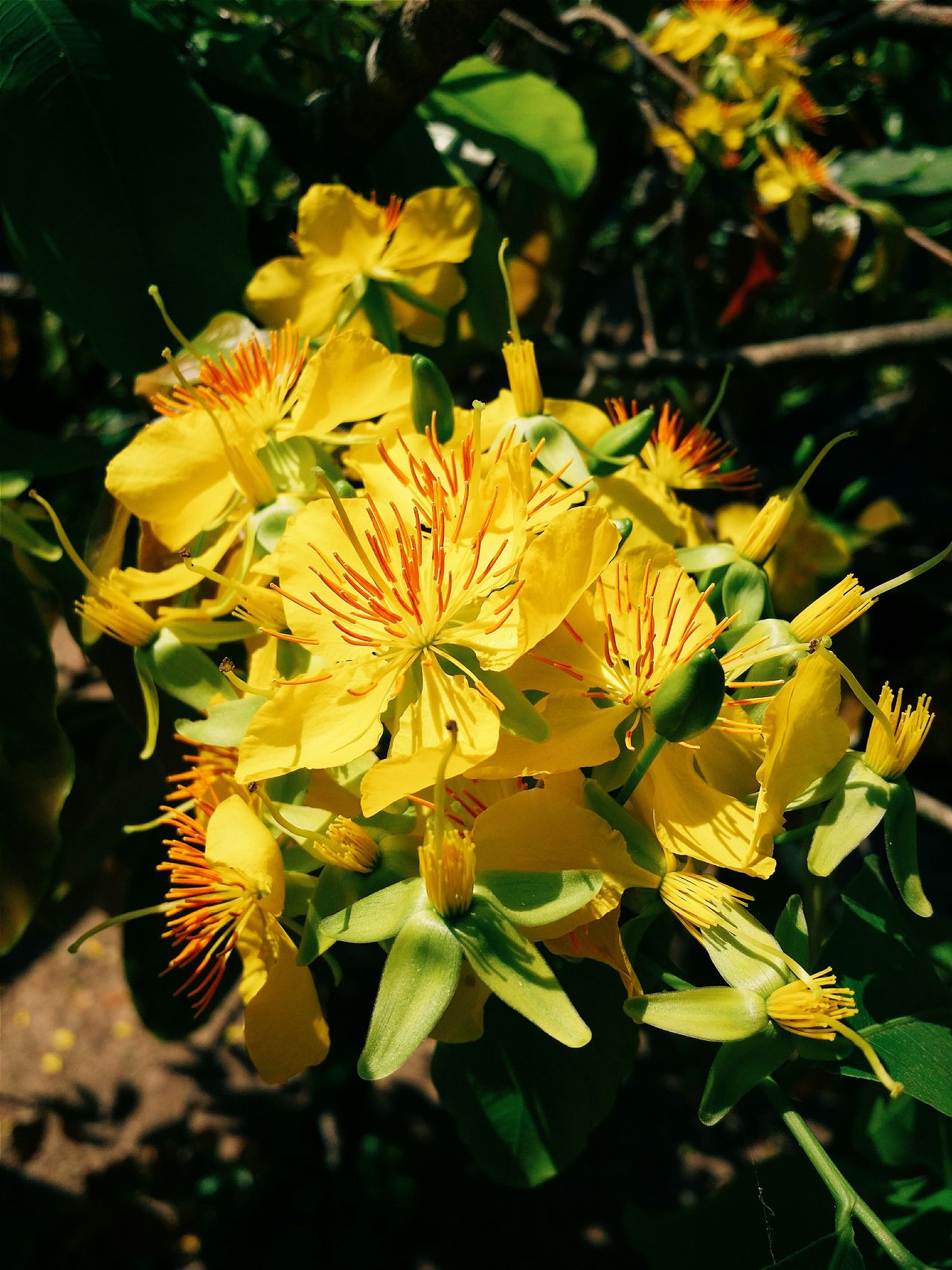 Flower in the sun