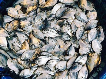 Directly above shot of fish in container for sale at market