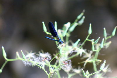 Close-up of insect on flower