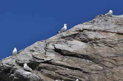 Low angle view of seagulls perching on rock against clear blue sky