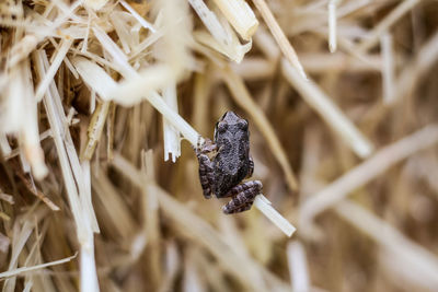 Close-up of frog on hay