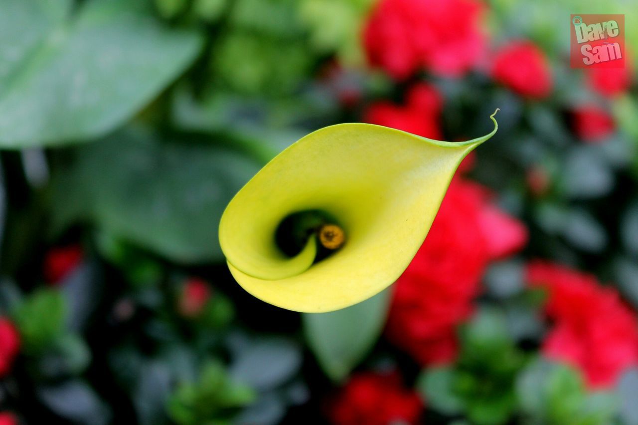 flower, close-up, petal, focus on foreground, freshness, growth, flower head, fragility, beauty in nature, nature, red, yellow, plant, bud, white color, single flower, stem, selective focus, tulip, day