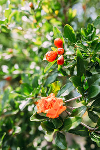 Close-up of red rose on plant