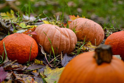 Close-up of pumpkins in autumn