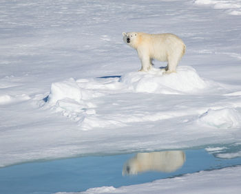 Polar bear on snow covered field