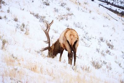 Elk grazing on snow covered land