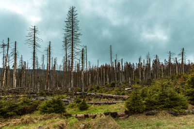 Pine trees in forest against sky