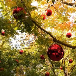 Close-up of fruits hanging on tree