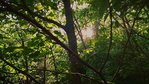 Low angle view of trees in forest