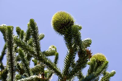 Low angle view of cactus plant against clear blue sky