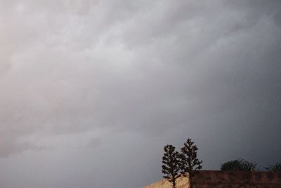 Low angle view of tree against sky