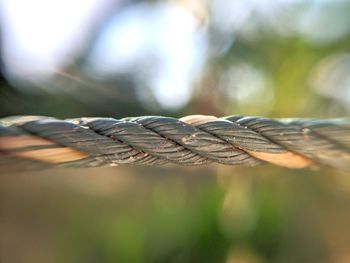 Close-up of rope on wood