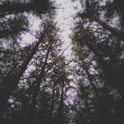 Low angle view of trees against sky