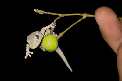Close-up of hand holding fruit against black background