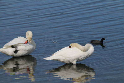 Swans swimming in lake