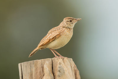 Close-up of bird perching on wooden post