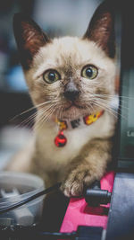 Close-up portrait of cat looking at camera