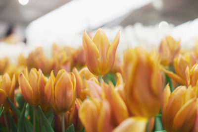 Close-up of yellow tulips on field