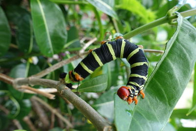 Close-up of butterfly on leaf