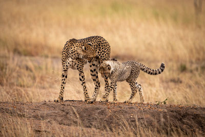 Family of cheetah standing on field