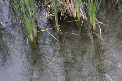 High angle view of grass in water