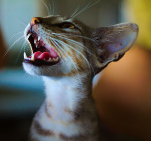 Close-up of cat meowing