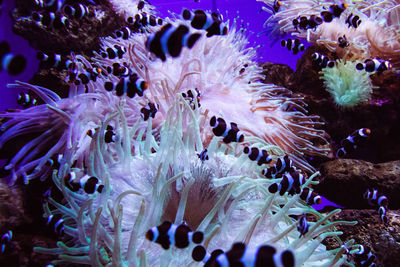 Close-up of coral in sea