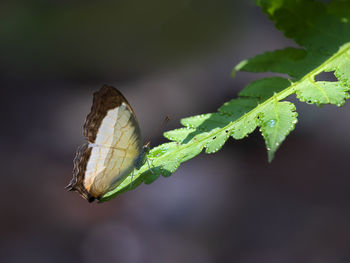 Close-up of butterfly on leaf