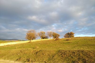 Trees on field against sky