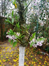 Close-up of flowers on tree