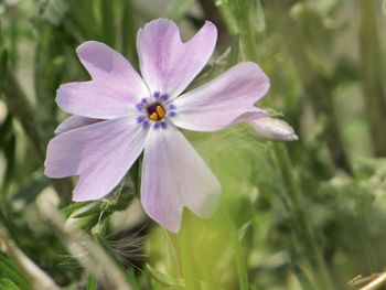 Close-up of purple flowering plant