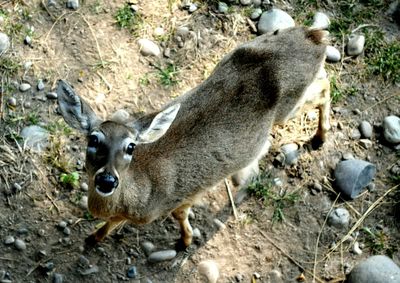 High angle portrait of deer on field