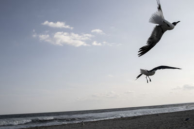 Seagulls flying over sea against sky