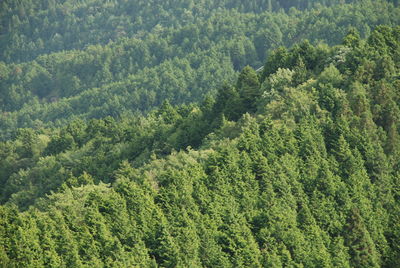 High angle view of pine trees in forest