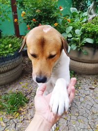 Close-up of hand holding dog