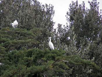 Bird perching on a tree