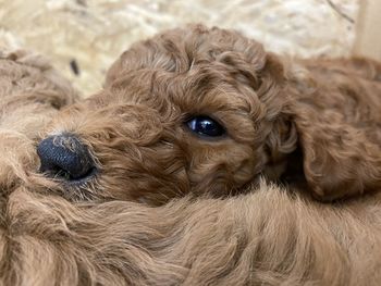 Close-up portrait of a dog