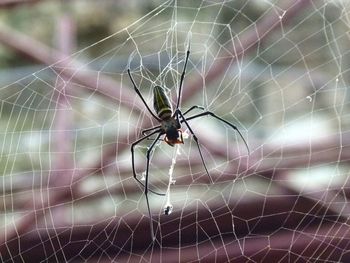 Close-up of spider on web