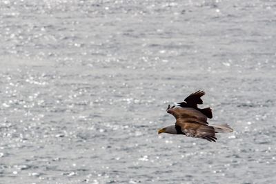 Bird flying over water