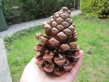 Close-up of hand holding pine cone