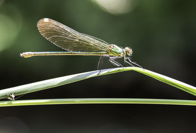 Close-up of insect on plant