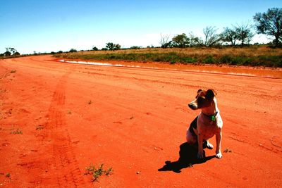 Dog on field against sky