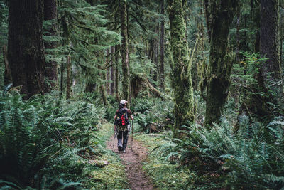 Female hiker on a trail through a moss covered temperate rainforest