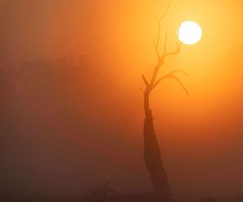 Silhouette tree against orange sky