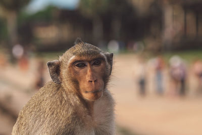 Close-up portrait of monkey