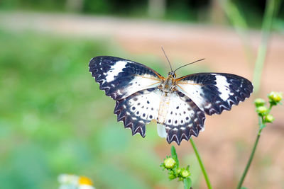 Close-up of butterfly pollinating on flower