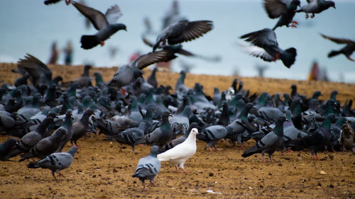 Flock of pigeons