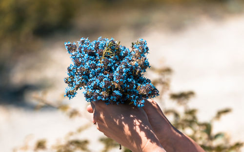 Close-up of hand holding blue flower